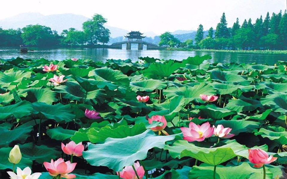 Breeze-Ruffled Lotus at Quyuan Garden8 Breeze-Ruffled Lotus at Quyuan Garden8